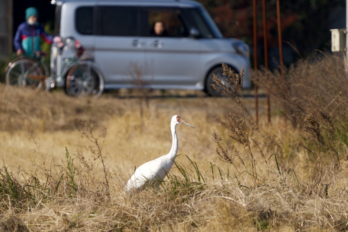 ソデグロヅル - ML647119755