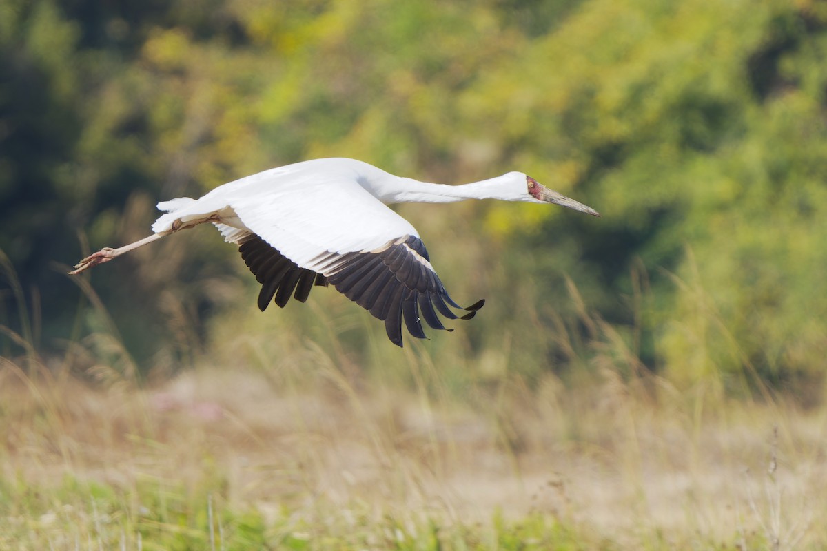 ソデグロヅル - ML647119756