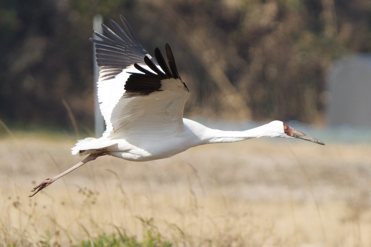 ソデグロヅル - ML647119757