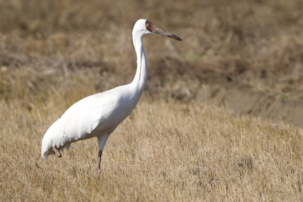 ソデグロヅル - ML647119758