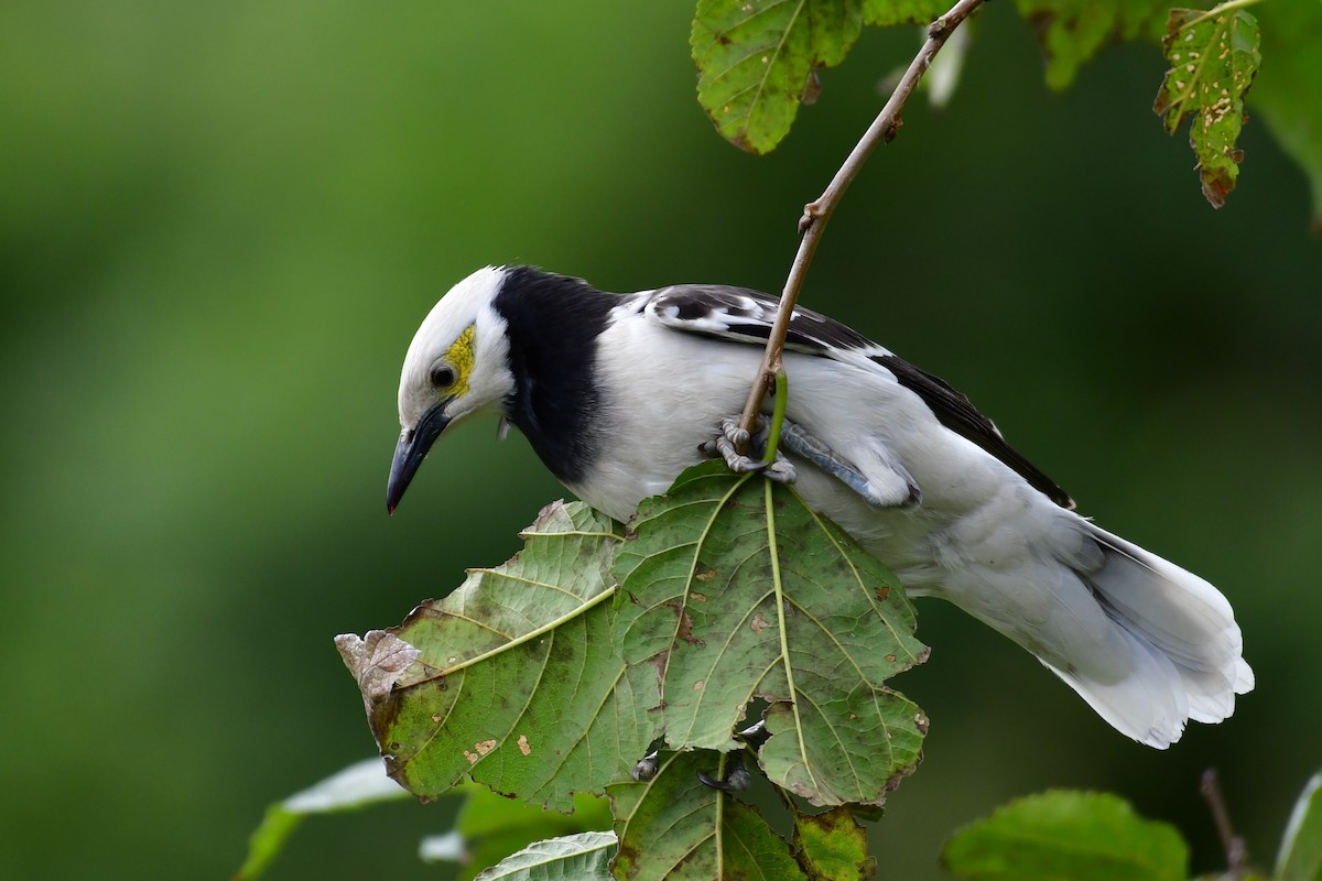 Black-collared Starling - ML647119762