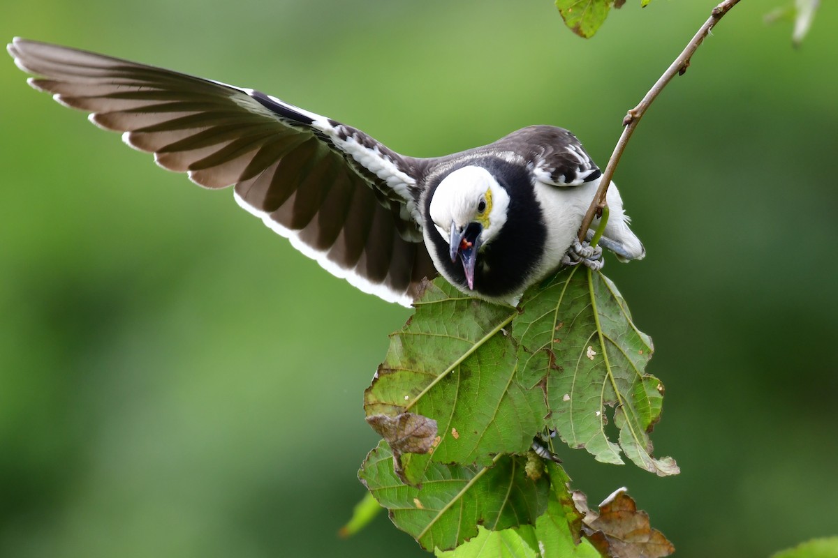 Black-collared Starling - ML647119763