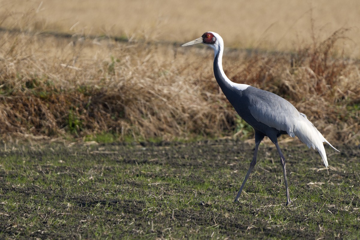 Журавель даурський - ML647119764