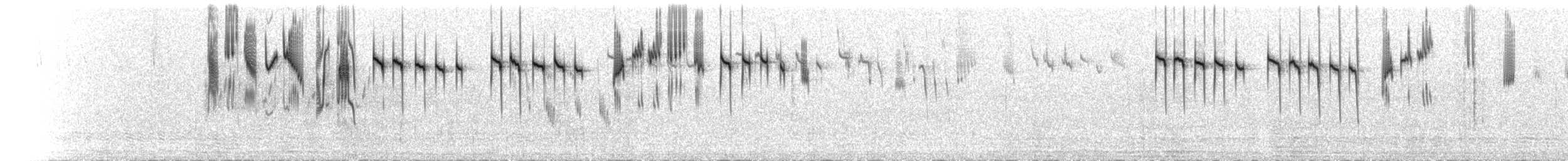 Maluro Coronirrufo - ML647119765