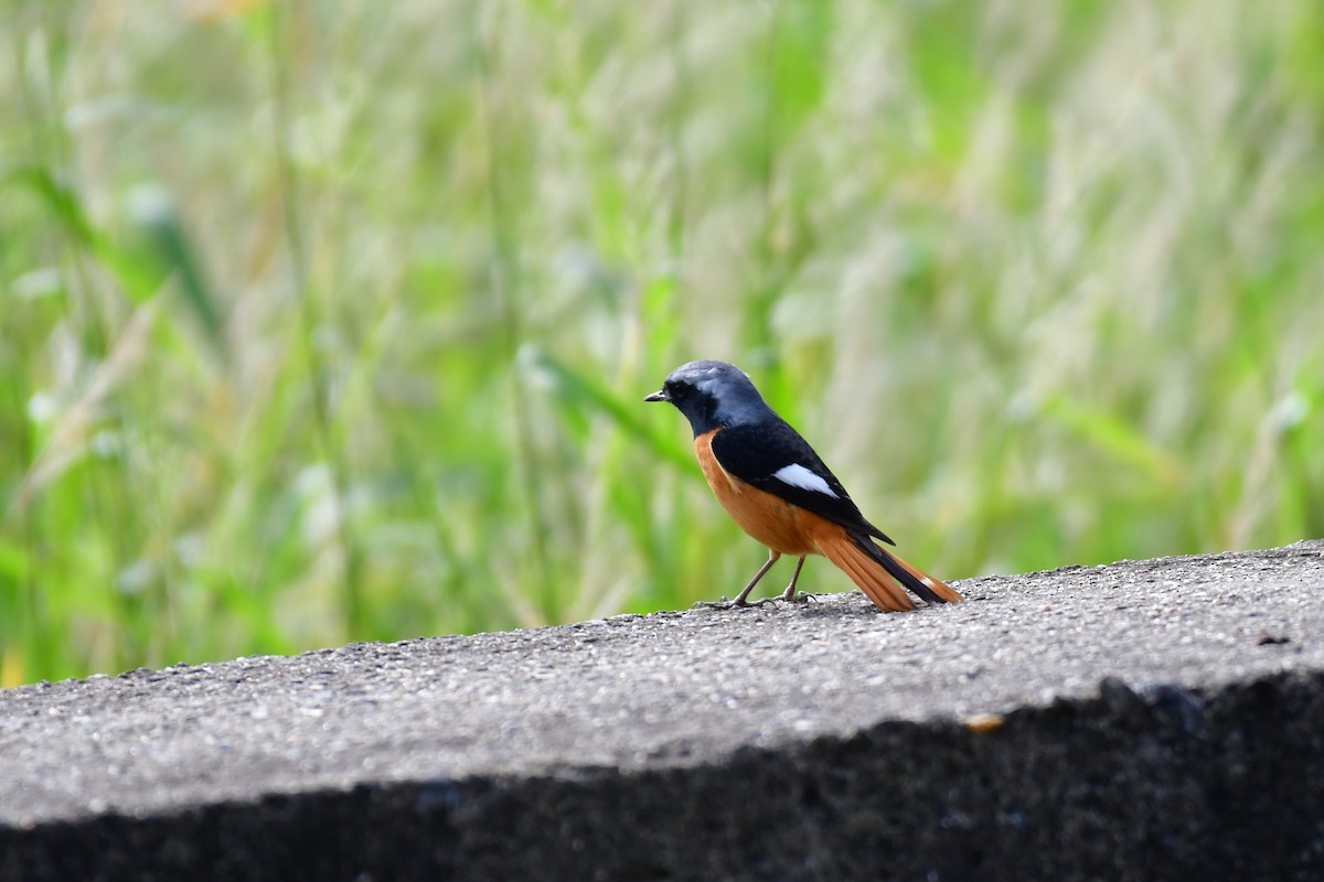 Daurian Redstart - ML647119766