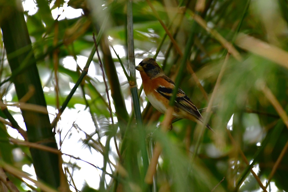 Peppola - ML647119771