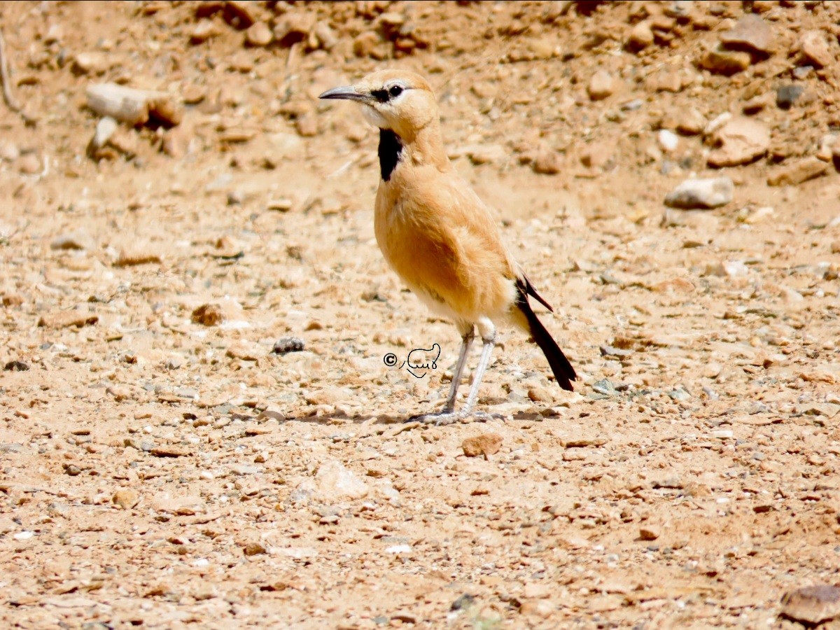 Iranian Ground-Jay - ML647119780