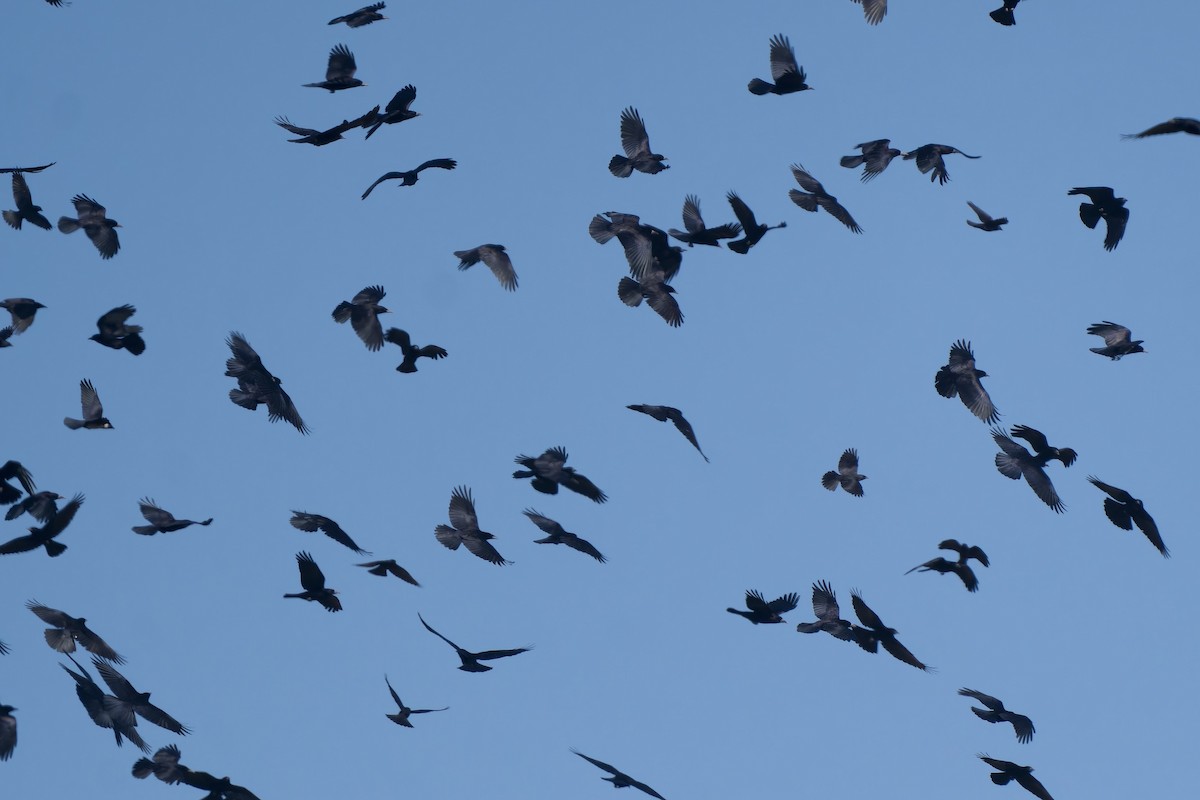 Rook (Eastern) - ML647119787