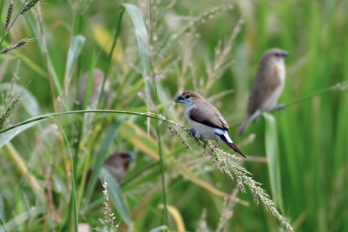 Indian Silverbill - ML647119793