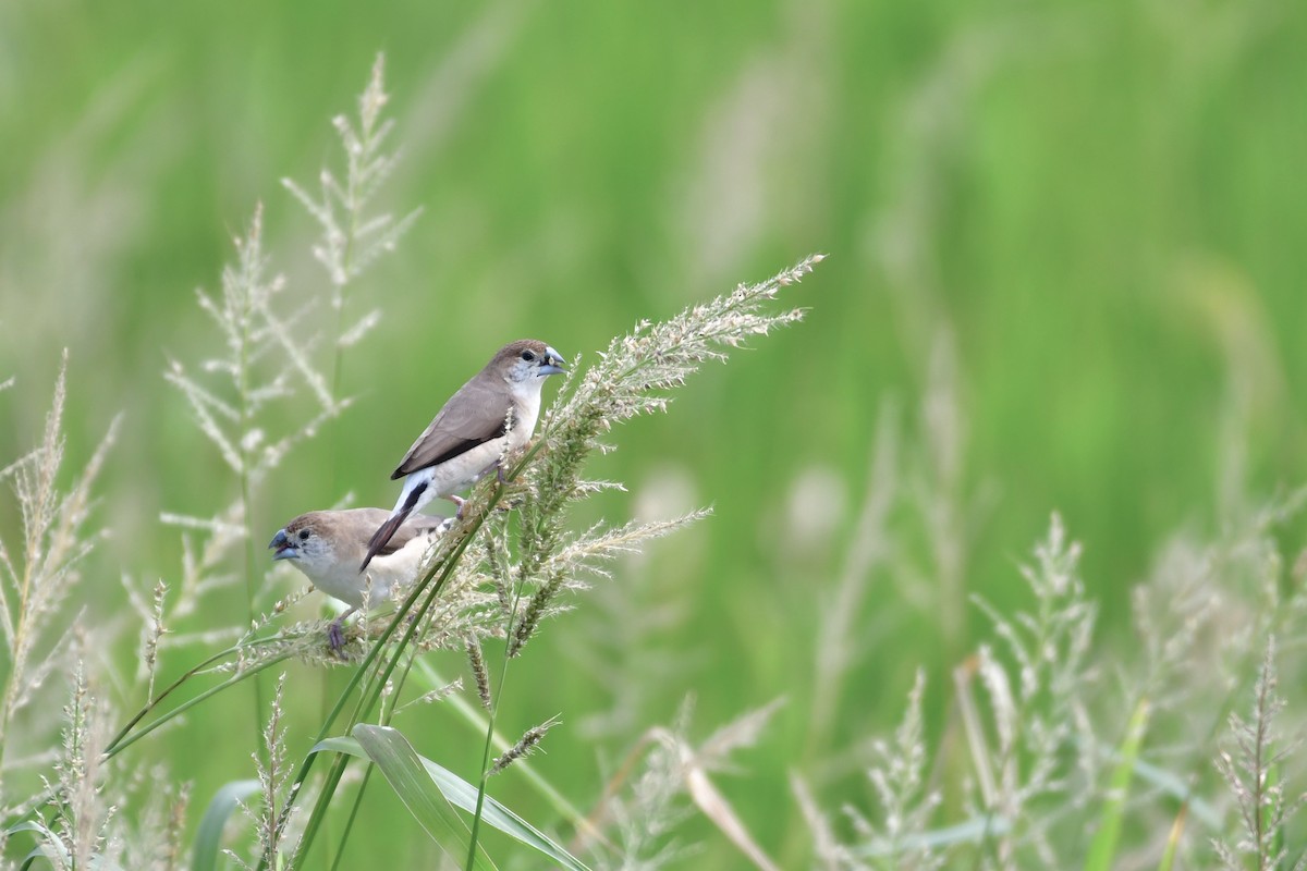 Indian Silverbill - ML647119794