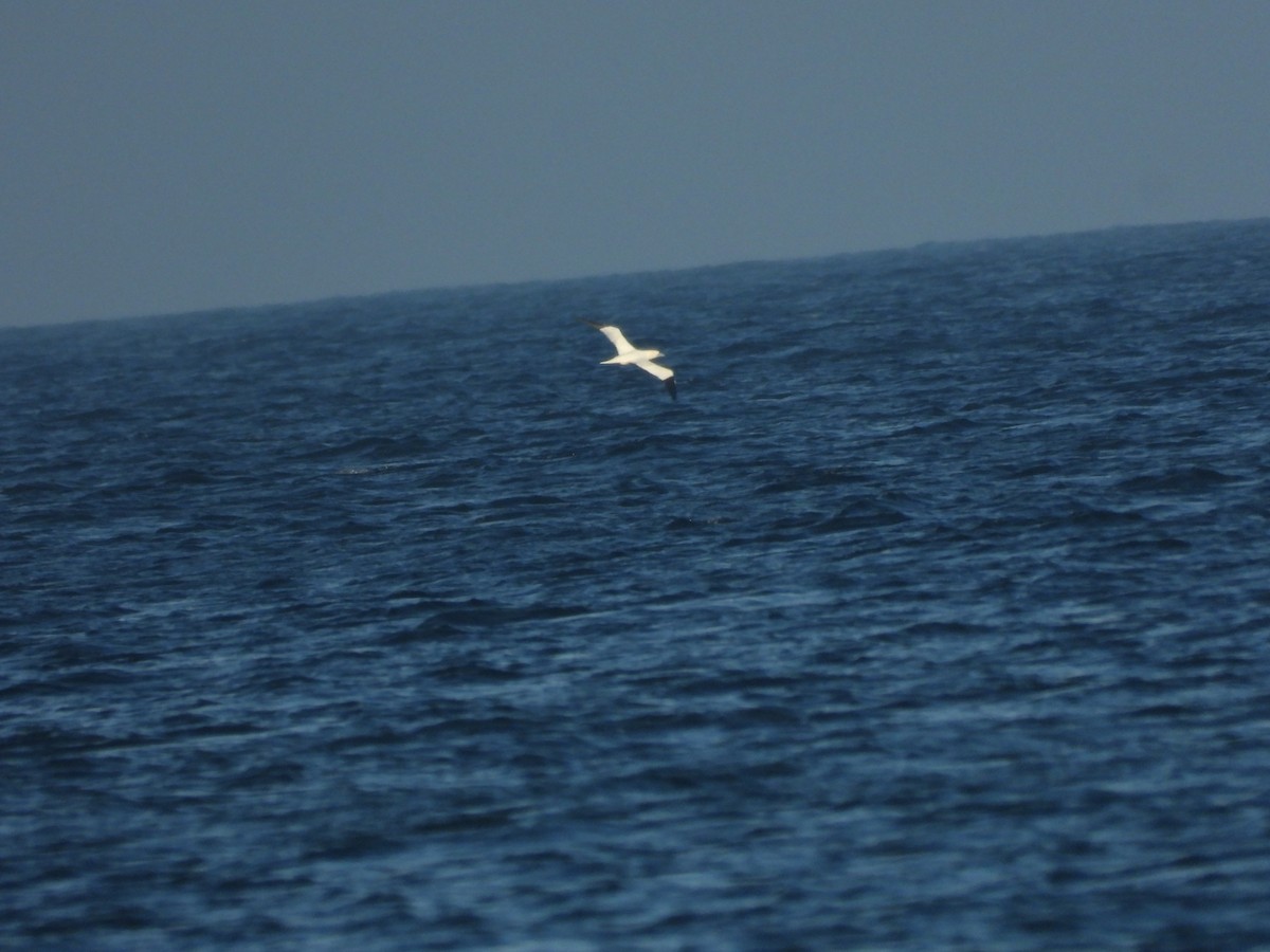 Alcatraz Atlántico - ML647119805