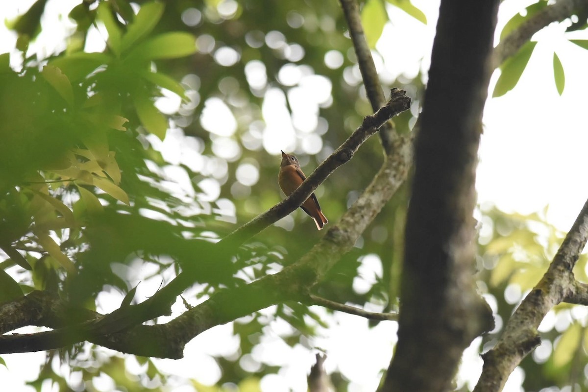 Rostschnäpper - ML647119814