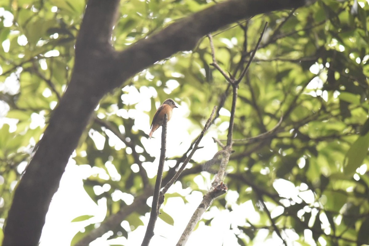 Rostschnäpper - ML647119815