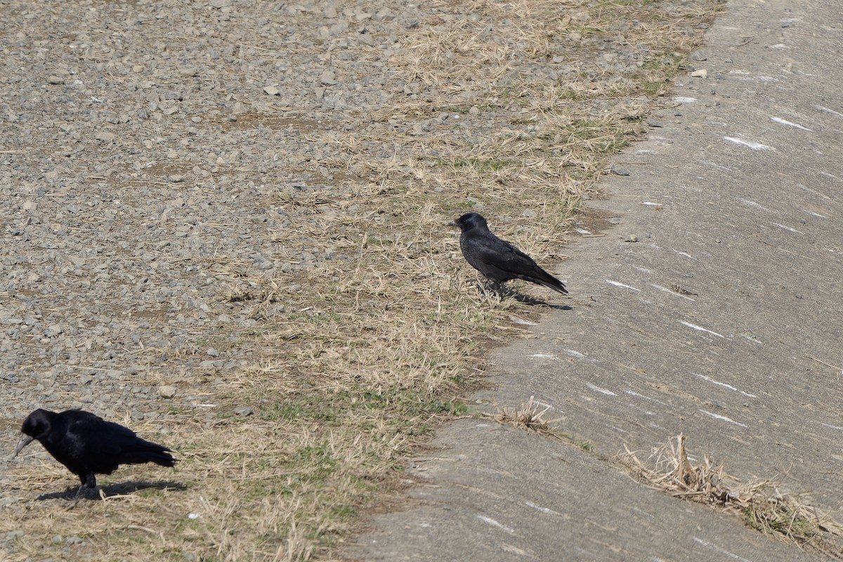 Галка даурська - ML647119821