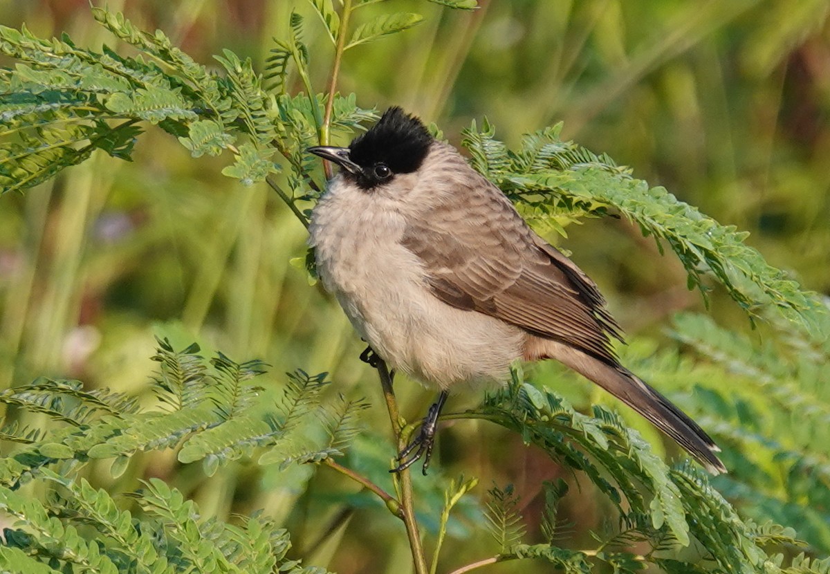 Bulbul Ventridorado - ML647119823