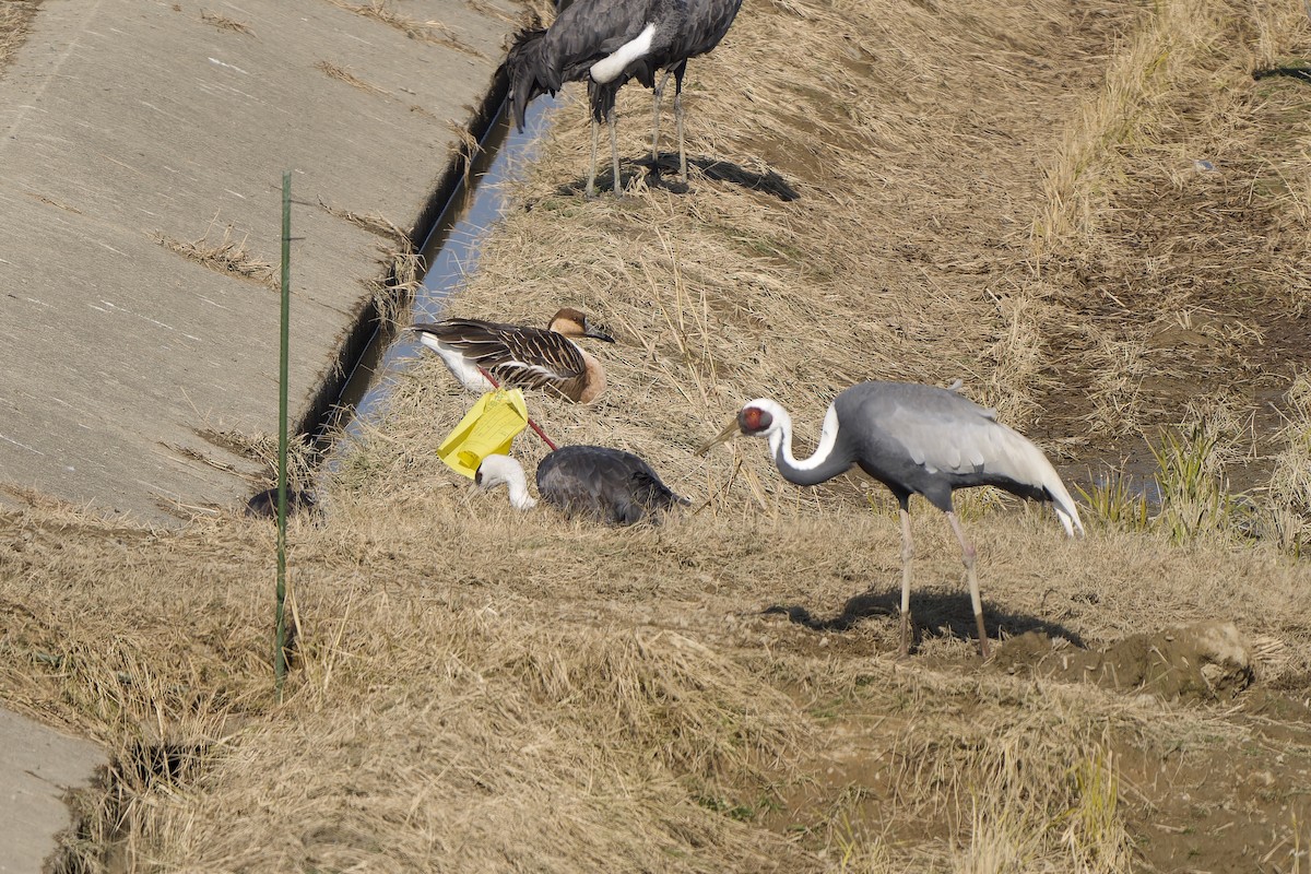 Ánsar Cisnal - ML647119825