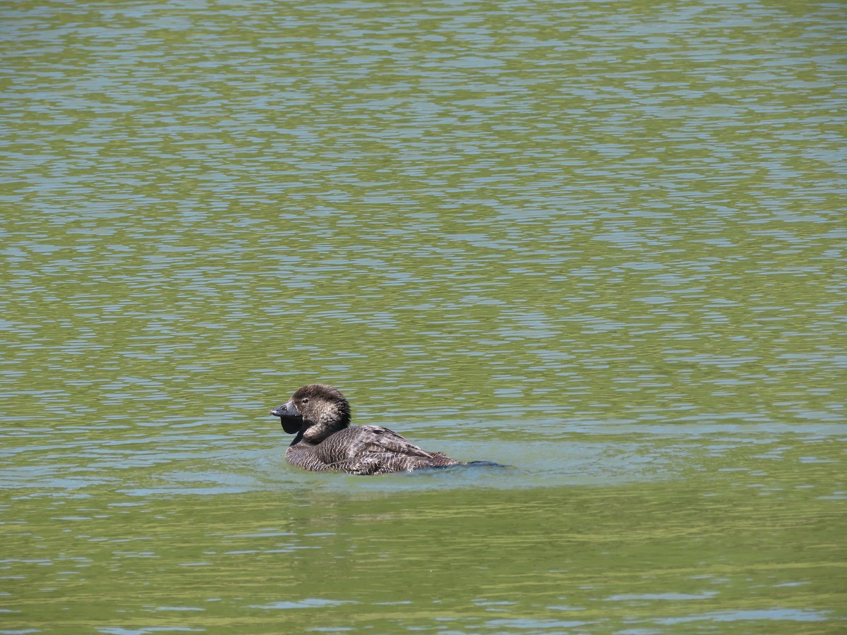 Лопастная утка - ML647119831