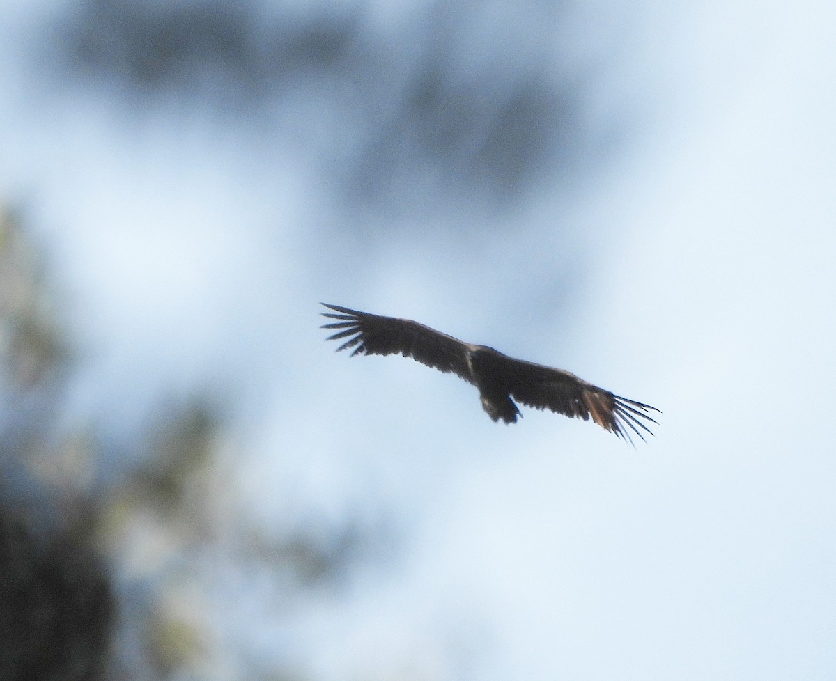 クロハゲワシ - ML647119833