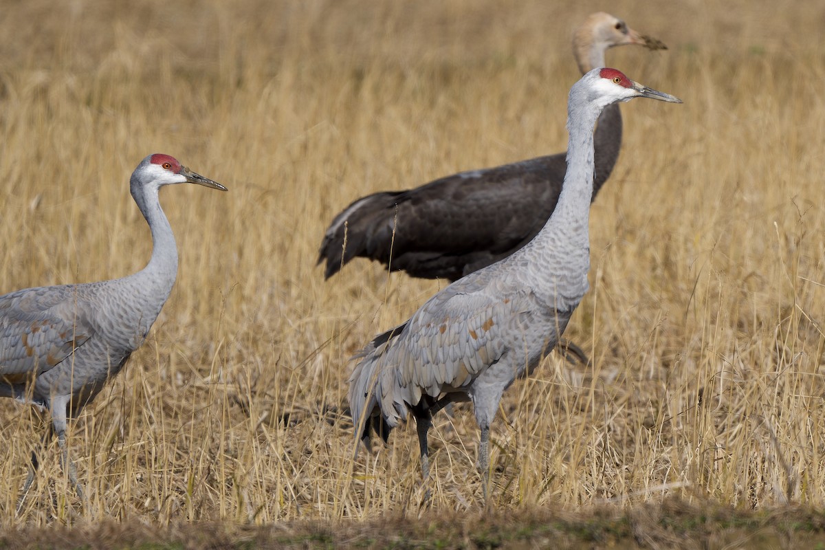 Журавель канадський (підвид canadensis) - ML647119834