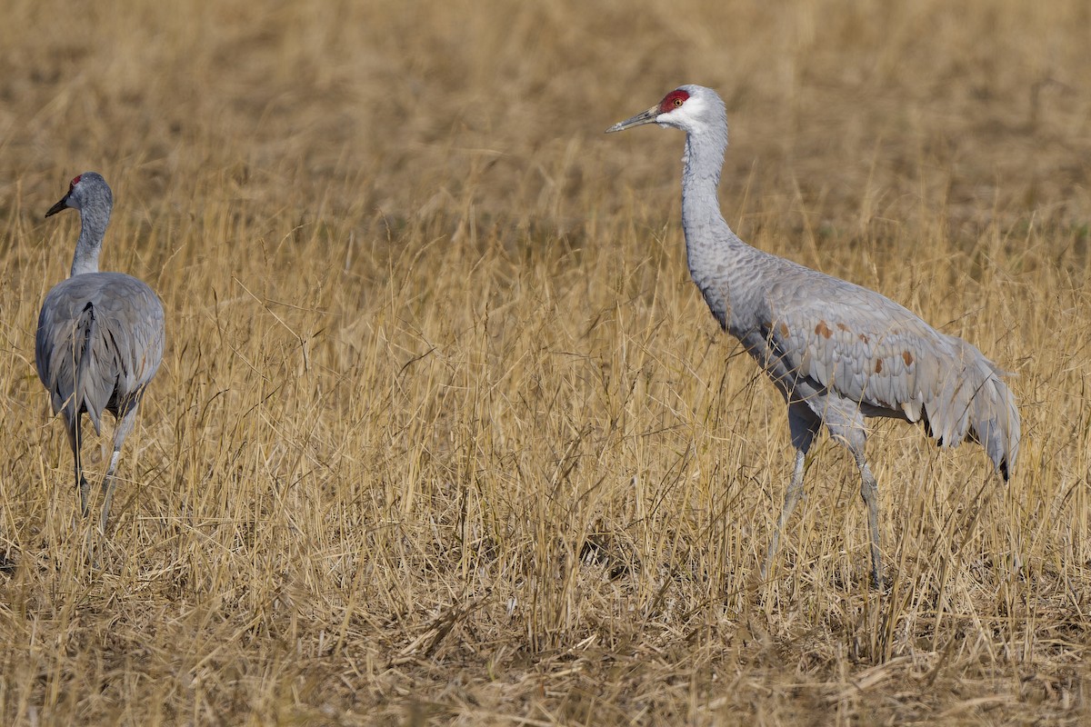 Журавель канадський (підвид canadensis) - ML647119835