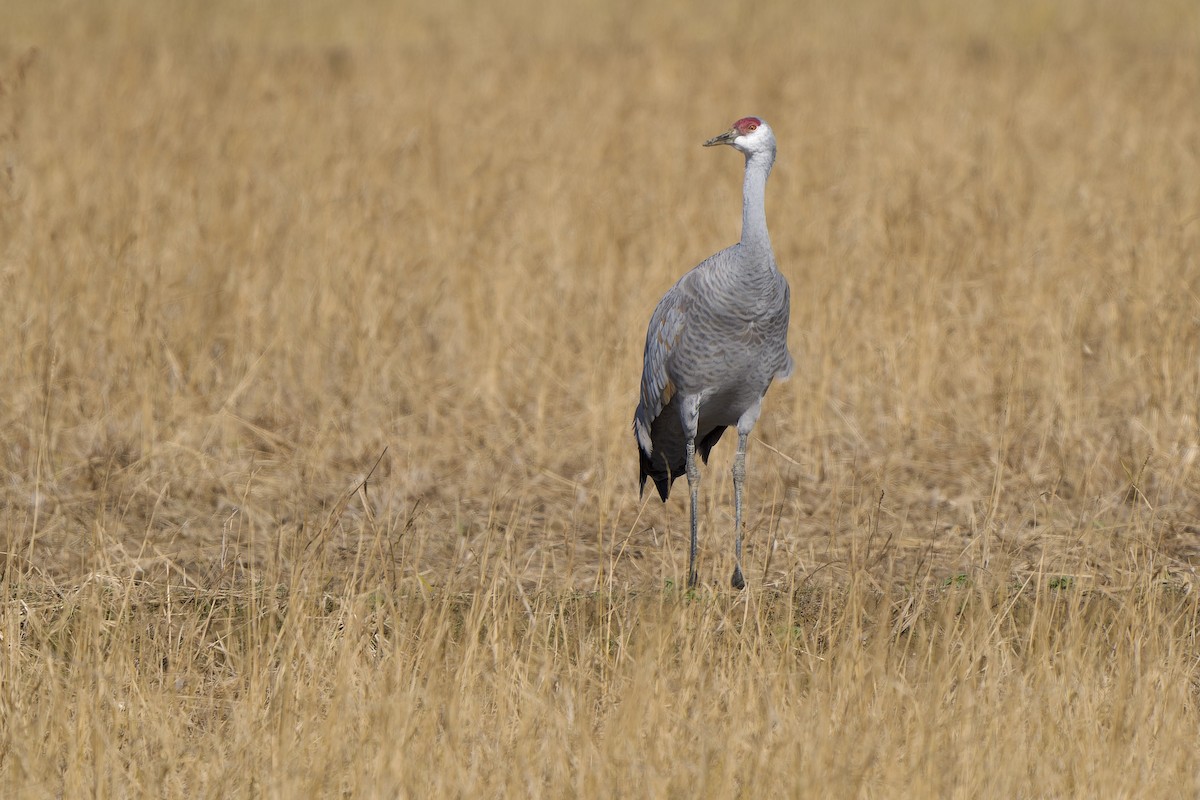 Журавель канадський (підвид canadensis) - ML647119836
