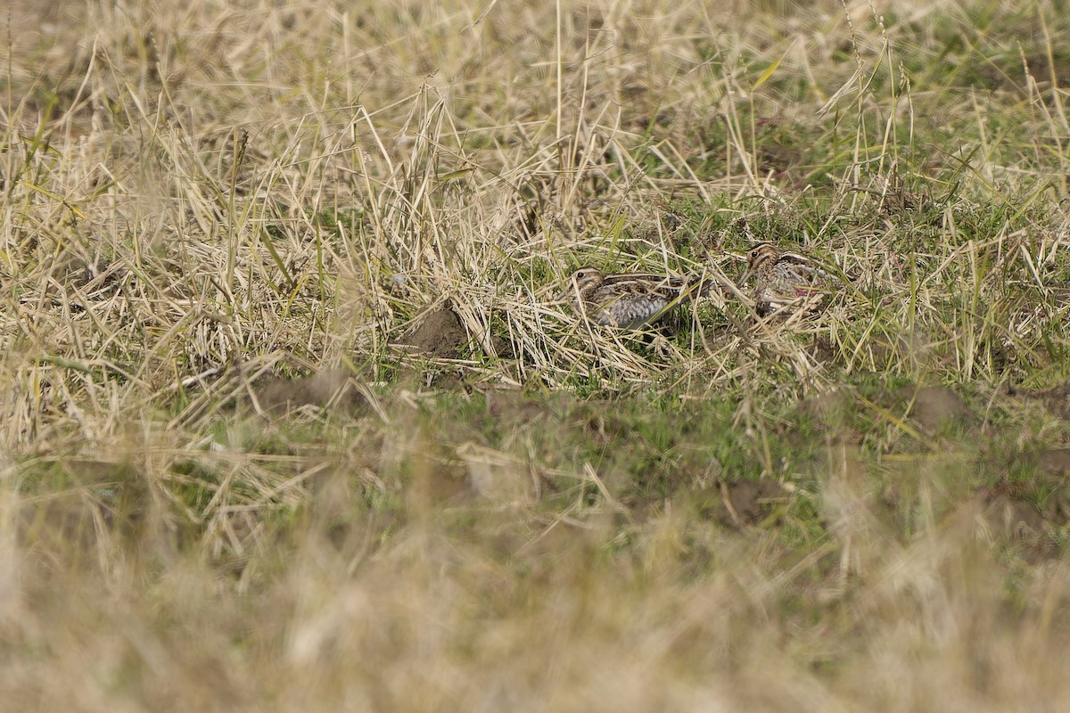 Баранець звичайний - ML647119838