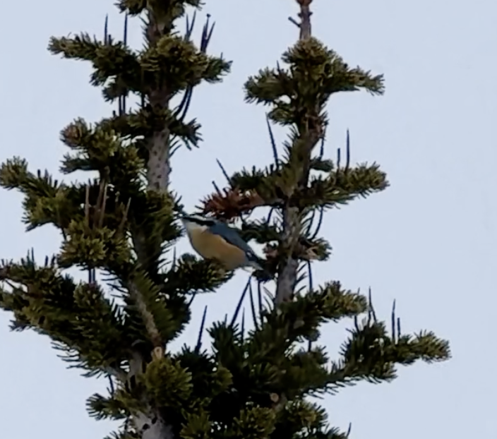 Red-breasted Nuthatch - ML647119844