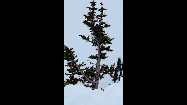 Повзик канадський - ML647119847