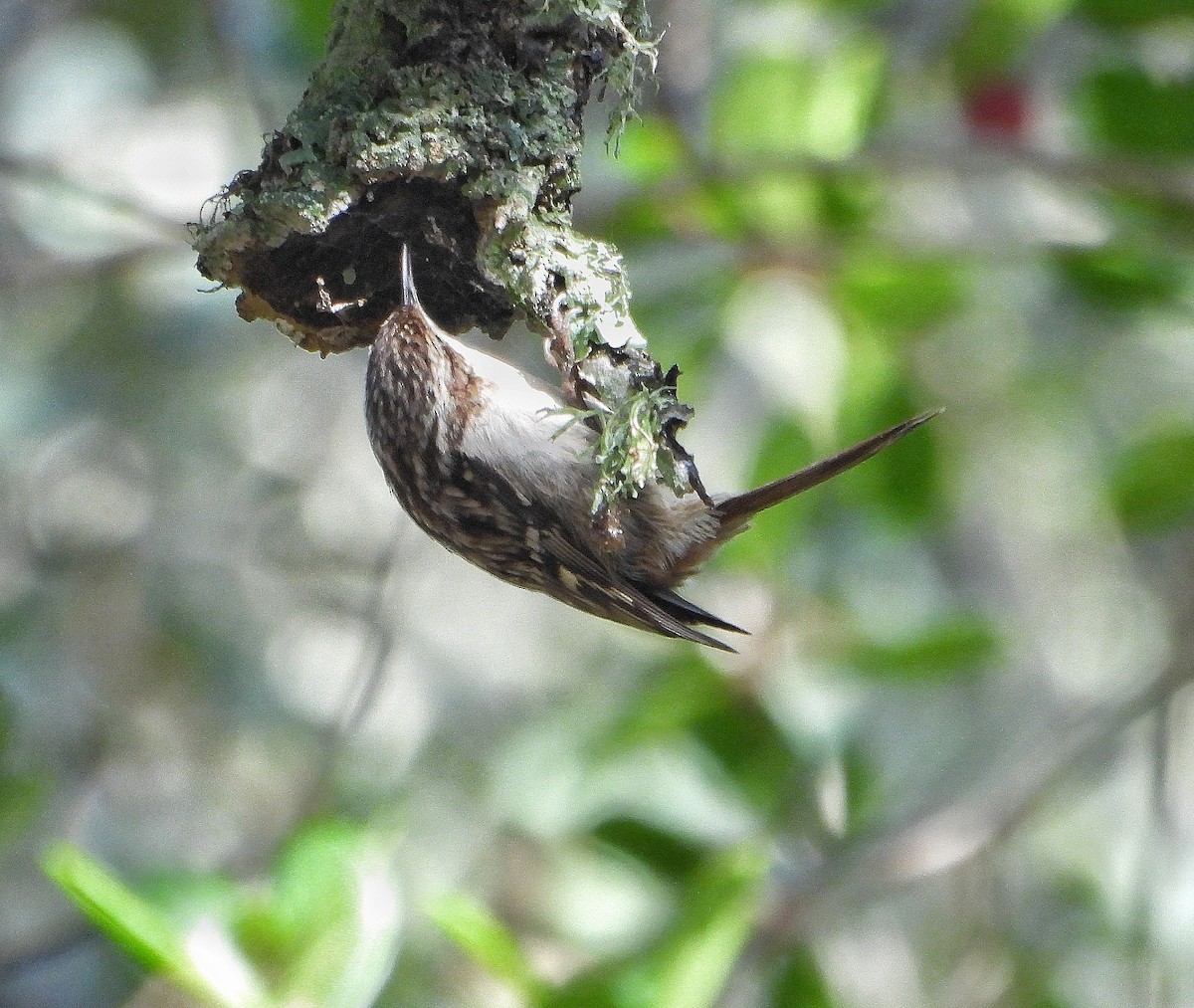 タンシキバシリ - ML647119850