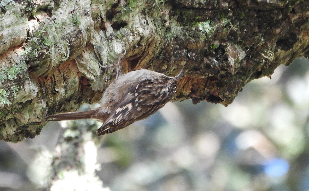 タンシキバシリ - ML647119854