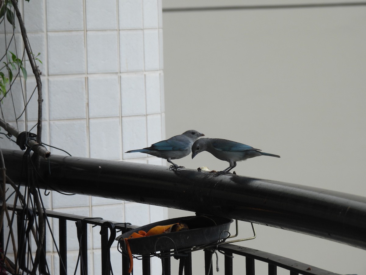 Tangara Sayaca - ML647119869