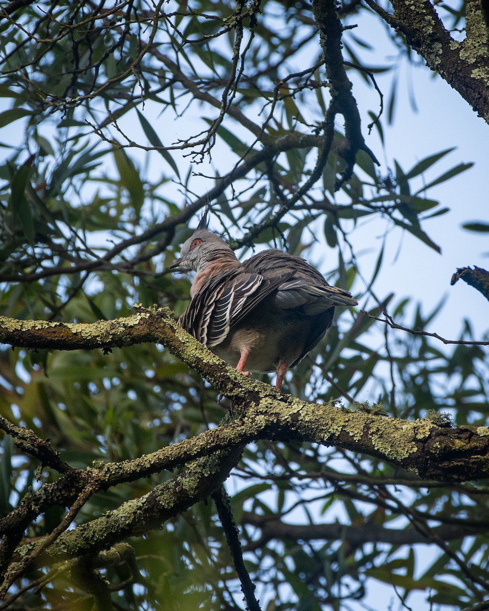 Paloma Bronce Crestada - ML647119870