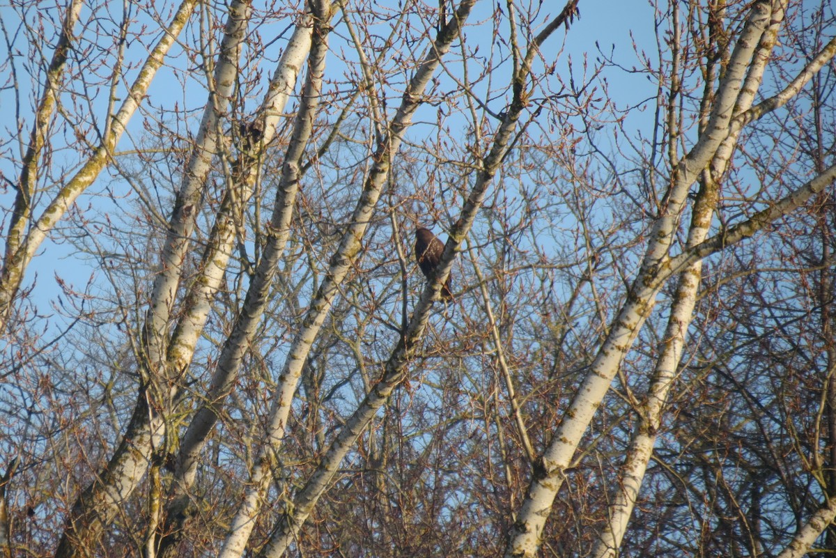 Busardo Ratonero - ML647119871