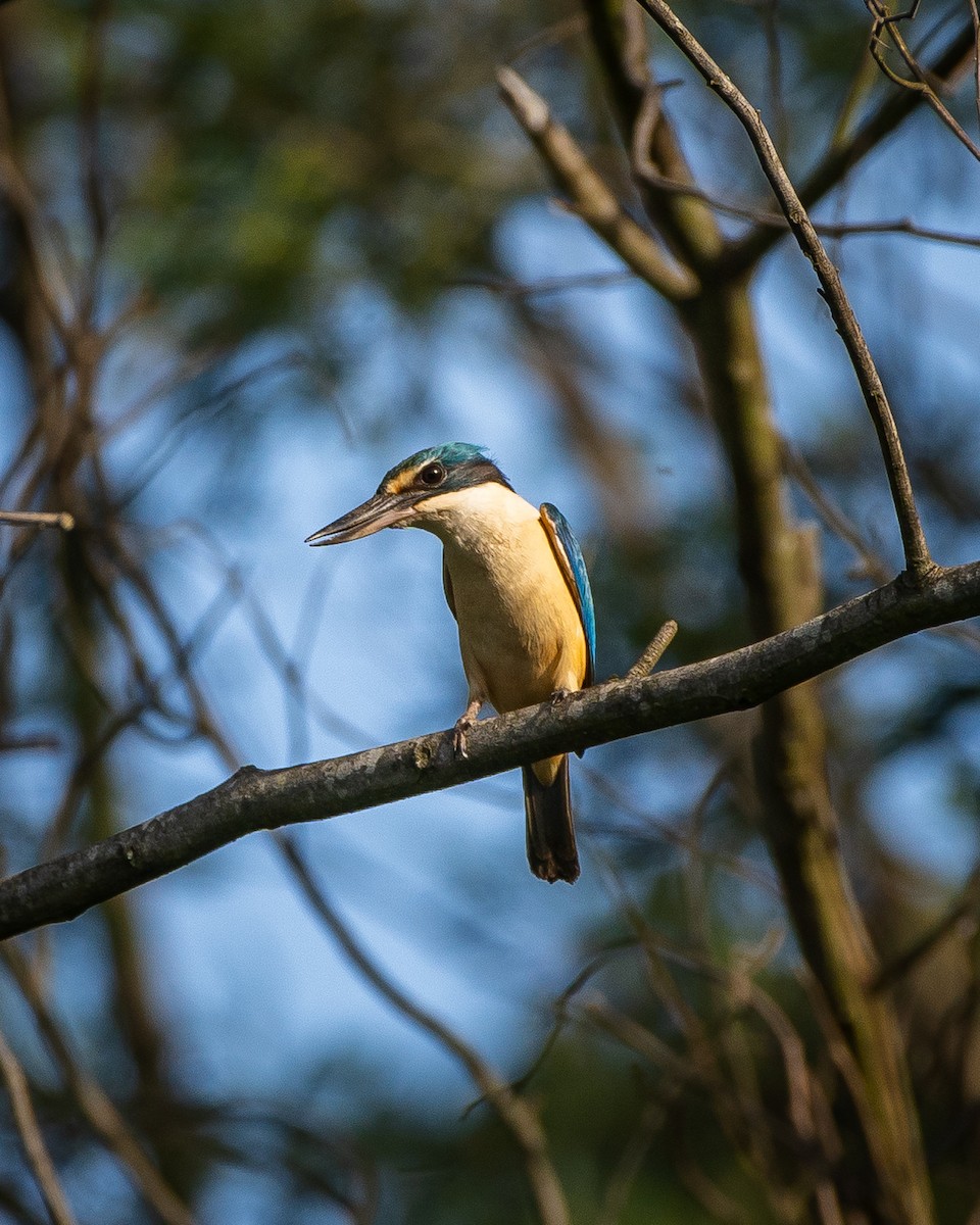 Alción Sagrado - ML647119874