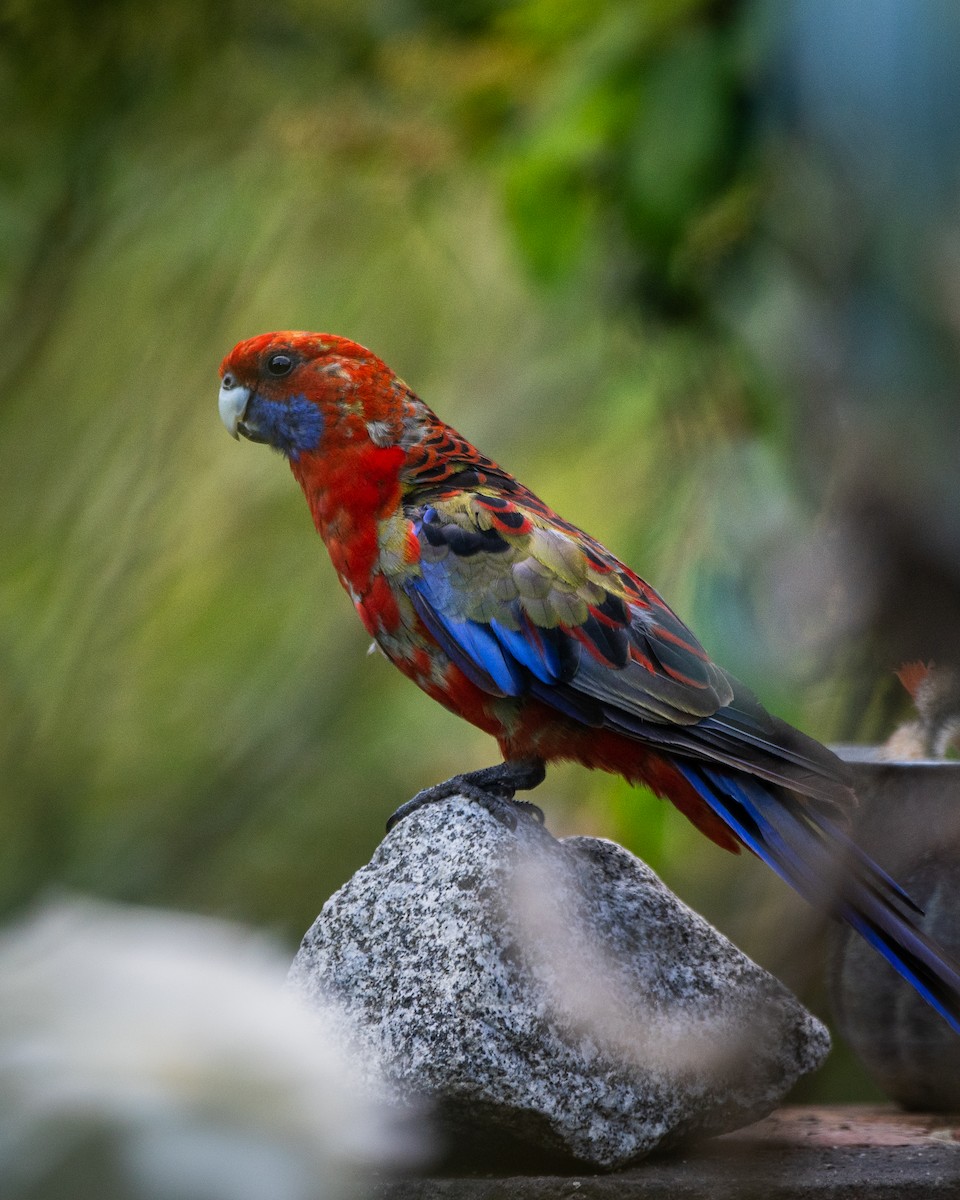 Perico Elegante - ML647119875