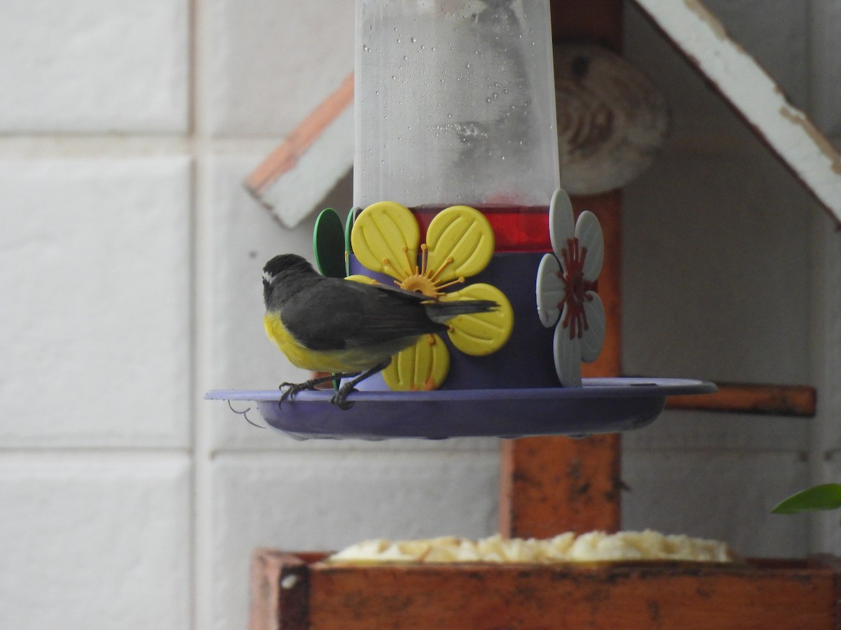 Platanero - ML647119876