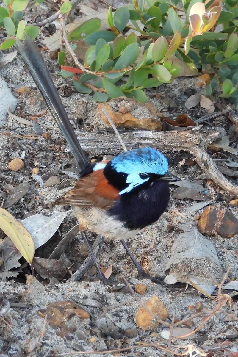 Maluro Elegante - ML647119878