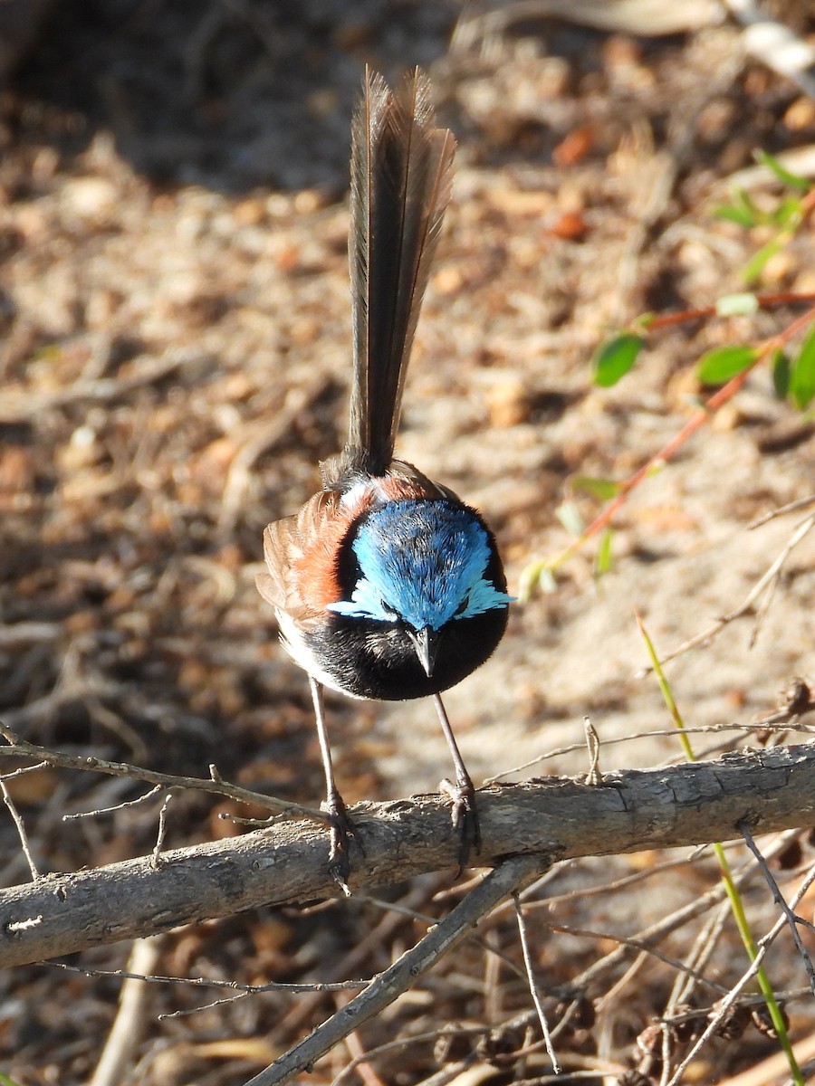 Maluro Elegante - ML647119879