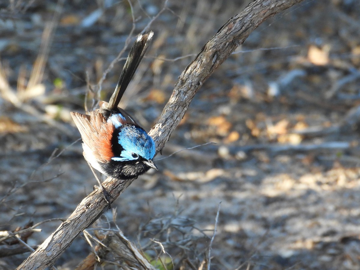 Maluro Elegante - ML647119880
