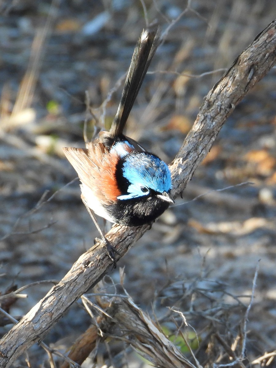 Maluro Elegante - ML647119881