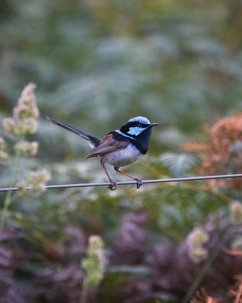Maluro Soberbio - ML647119883