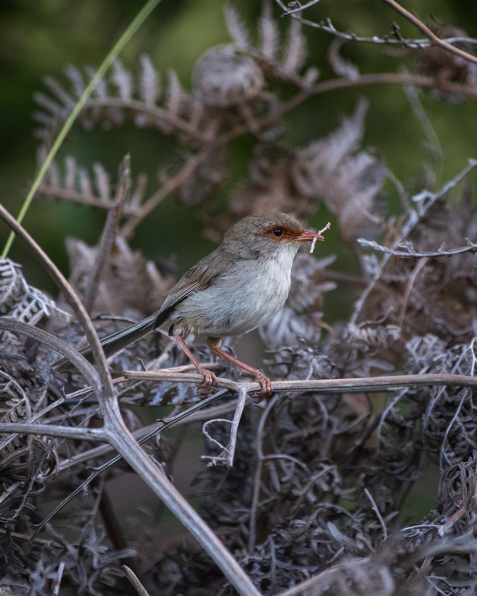 Maluro Soberbio - ML647119884