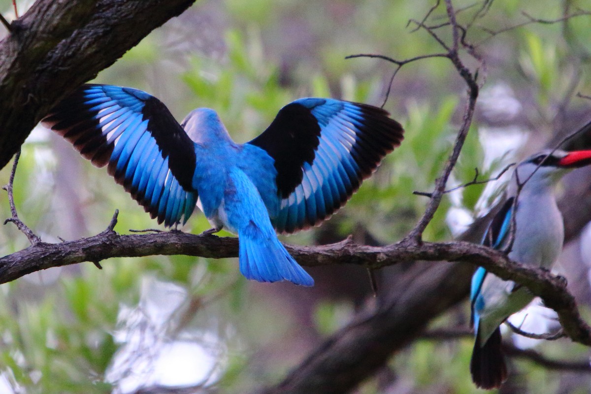 Alción Senegalés - ML647119886