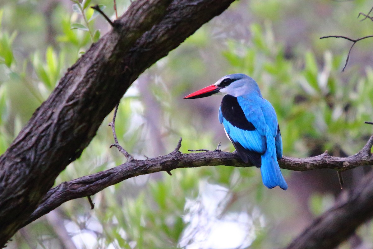 Alción Senegalés - ML647119887