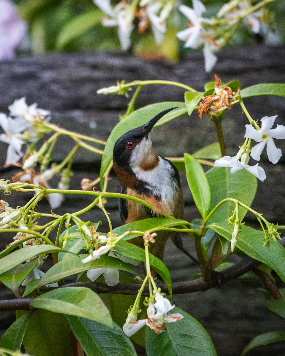 Picoespina Oriental - ML647119888