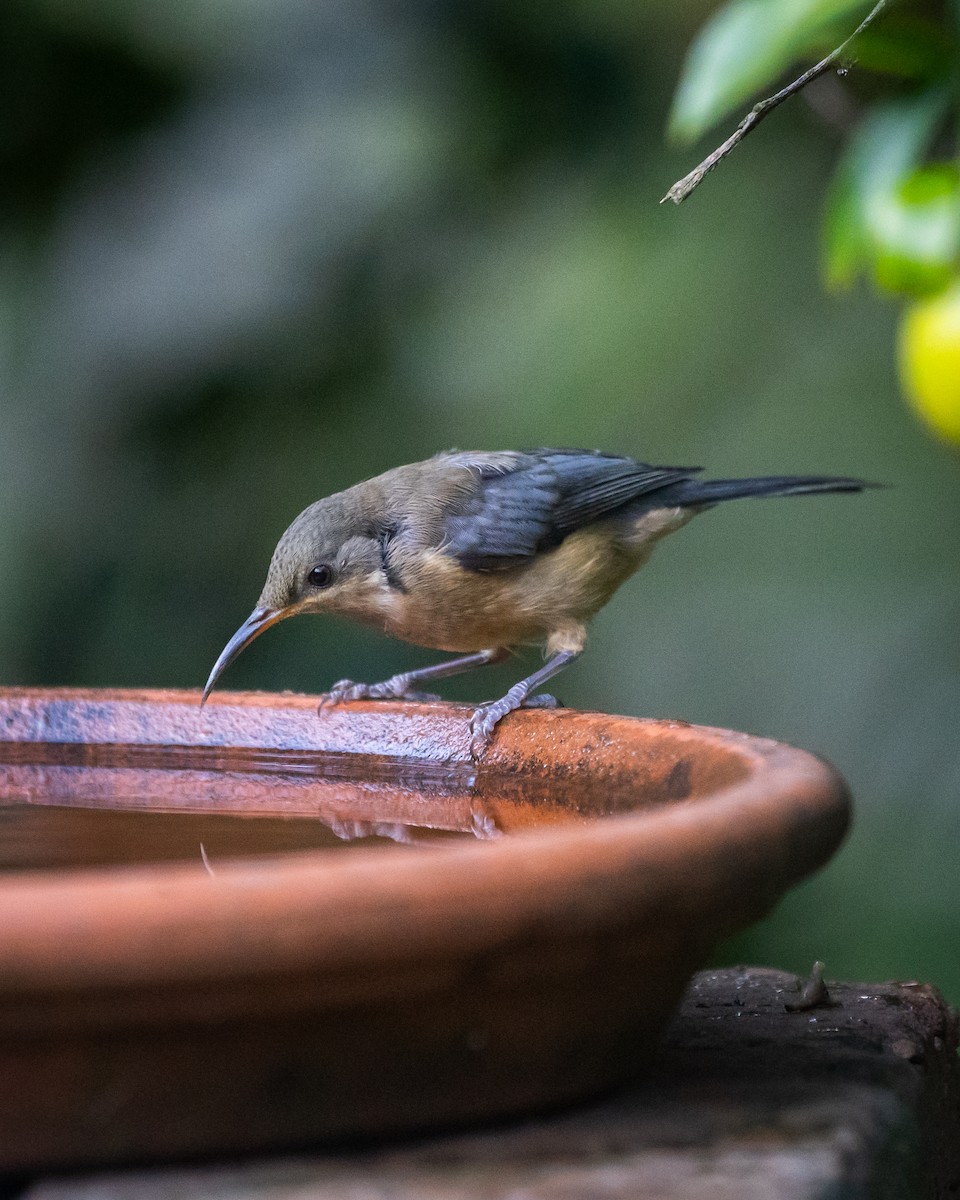 Picoespina Oriental - ML647119889