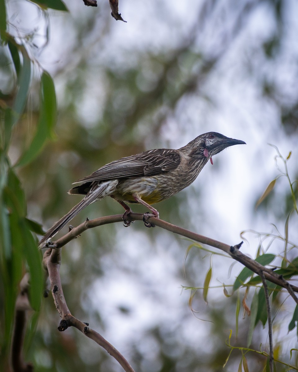 Mielero Carunculado - ML647119894