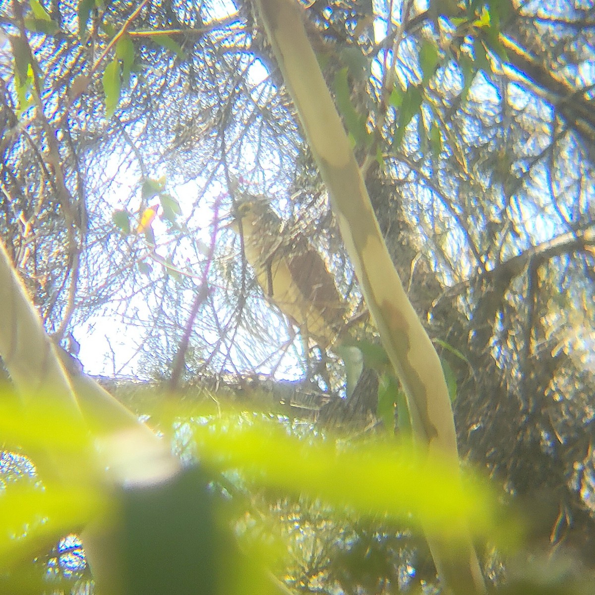 Martinete Canelo - ML647119896