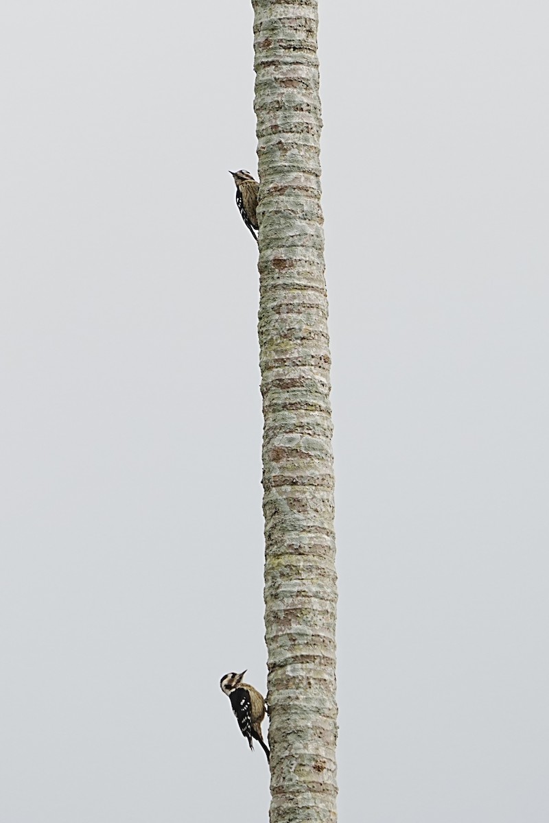 Pico Crestigrís - ML647119899