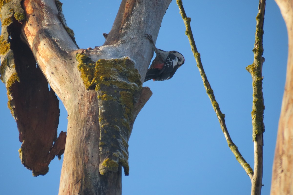 Pico Sirio - ML647119903